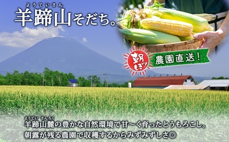 北海道産 とうもろこし 味来 計12本 L-2L サイズ混合 大きめ みらい 旬 朝採り 新鮮 トウモロコシ 甘い 夏野菜 とうきび お取り寄せ 産地直送 野菜 しりべしや 送料無料 北海道 倶知安町