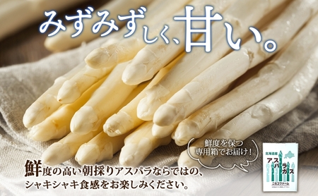 【 2026年 発送 】 北海道産 アスパラガス ホワイト 約 900g M - L サイズ 混合 アスパラ 旬 朝採り 新鮮 お取り寄せ 産地直送 産直 野菜 農作物 詰め合わせ 国産 北海道 倶知安町