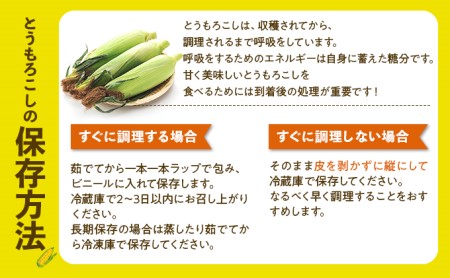 先行予約 2024年 北海道 とうもろこし 味来 みらい 北海道 5kg 2Lサイズ 大きめ 夏野菜 とうきび 旬 新鮮 野菜 トウモロコシ ギフト  産地直送 産直 お取り寄せ 詰め合わせ