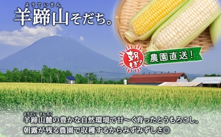 【 2026年 発送 】 北海道産 とうもろこし 2種 計24本 L-2L サイズ混合 味来 ロイシーコーン 食べ比べ セット 旬 朝採り 新鮮 トウモロコシ とうきび お取り寄せ 産地直送 野菜 しりべしや 送料無料 