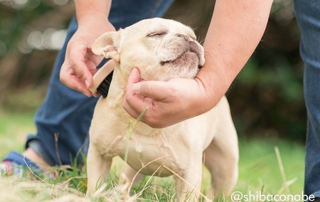 【浅草アートブラシ】わんにゃんマッサージブラシ「あのこのて」_0091-061-T06