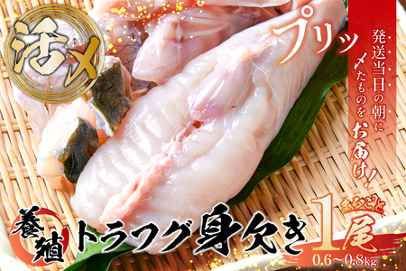 養殖 トラフグ 身欠き【kt058-001】ふぐ とらふぐ ふぐ鍋 てっちり 鍋 9,250円