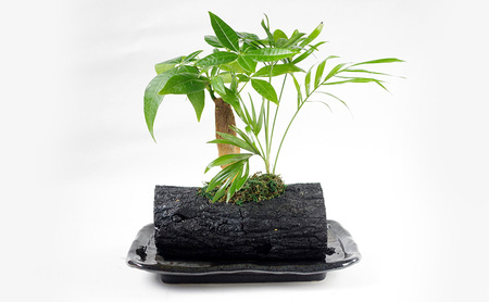 炭花壇 観葉植物（パキラ）観葉植物 インテリア おしゃれ プレゼントギフト 贈り物大田区 東京都