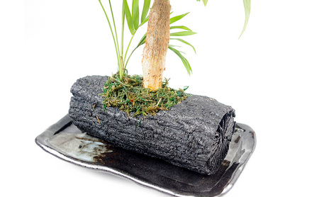 炭花壇 観葉植物（パキラ）観葉植物 インテリア おしゃれ プレゼントギフト 贈り物大田区 東京都