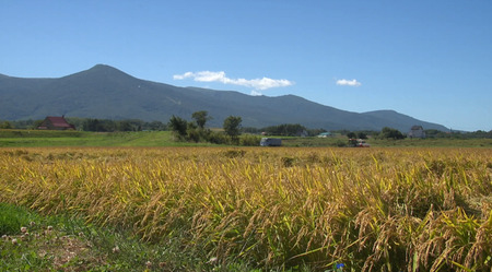 〈令和7年産〉 ゆめぴりか 5kg 精米 北海道 共和町 お米 白米 ご飯 ライス 一粒の想い 豊かな粘り 噛むほどに感じる甘みの強さ ※沖縄・離島配送不可