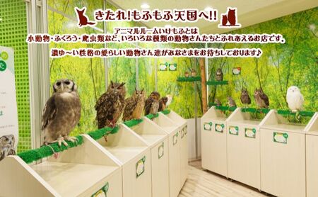 チケット 東京 ふれあい入場チケット 体験 ふくろう 爬虫類 チンチラ フクロモモンガ ハリネズミ ミーアキャット プレーリードッグ フェネック ヘビ カメ 写真撮影 ふれあい 豊島区 東京都