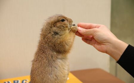 チケット 東京 ふれあい入場チケット 体験 ふくろう 爬虫類 チンチラ フクロモモンガ ハリネズミ ミーアキャット プレーリードッグ フェネック ヘビ カメ 写真撮影 ふれあい 豊島区 東京都