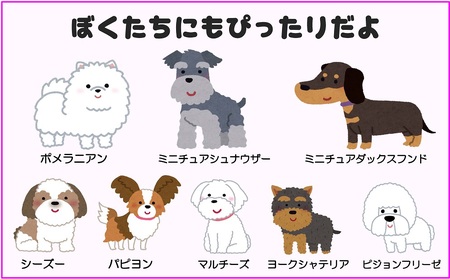 トイプードル及び小型犬用カラー（首輪）＆リード(カラー：青・白・赤)【001-017】