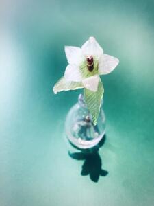 [HAM IAM]【数量限定】風鈴草ブートニエール1輪　わかくさ(グリーン系)　oneサイズ