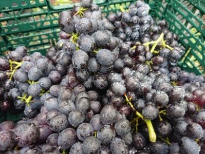 2024年産 姉妹都市ワインセット