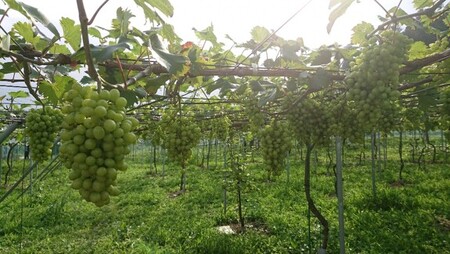 2024年産 姉妹都市ワインセット