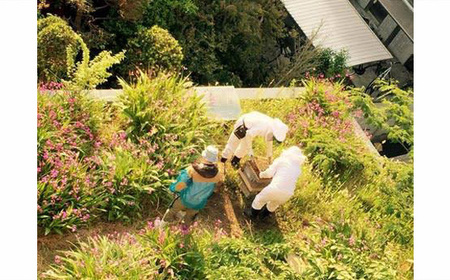 低糖質 ! 仙川 はちみつ マドレーヌ プレーン | 焼き菓子 砂糖不使用 しまねこや～低糖質おやつのお店