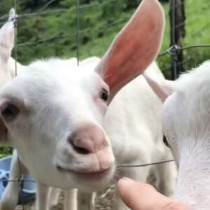 東京都あきる野市　ヤギミルク石鹸60g×10個【1510150】