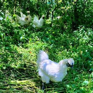 放牧烏骨鶏卵　6個入×1パック【トリゾーファーム】【配送不可地域：離島】【1522296】