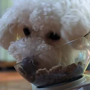 「東京の鹿」鹿肉ドッグフード 成犬用・小粒ドライタイプ 800g×2個セット【1679156】