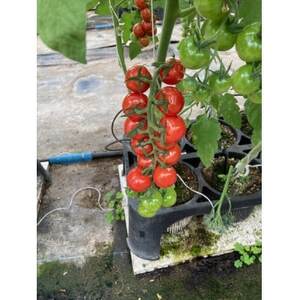 プチぷよ~障がい者が生産する、皮が柔らかく、とても食べやすいミニトマト~【配送不可地域:離島】【1538006】