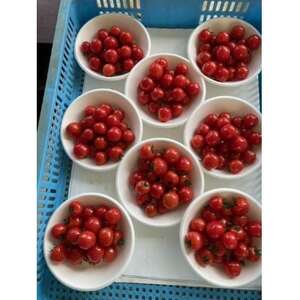 プチぷよ~障がい者が生産する、皮が柔らかく、とても食べやすいミニトマト~【配送不可地域:離島】【1538006】