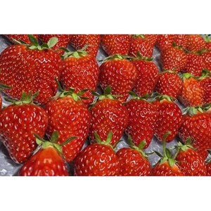 「あきる野産朝採り完熟いちご約400g」「いちごジャム200g」「いちごミルクのもと200g」セット【配送不可地域：離島・北海道・沖縄県・東北・中国・四国・九州】【1578626】