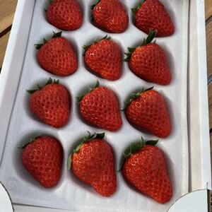 あきる野ストロベリーフィールズ　朝採り完熟いちご/約400g【2026年1月～3月中旬発送】【配送不可地域：離島・北海道・沖縄県・東北・中国・四国・九州】【1459301】