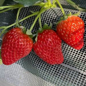 あきる野ストロベリーフィールズ　朝採り完熟いちご/約400g【2026年1月～3月中旬発送】【配送不可地域：離島・北海道・沖縄県・東北・中国・四国・九州】【1459301】