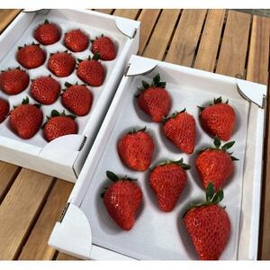 あきる野ストロベリーフィールズ　朝採り完熟いちご/約400g【2026年1月～3月中旬発送】【配送不可地域：離島・北海道・沖縄県・東北・中国・四国・九州】【1459301】