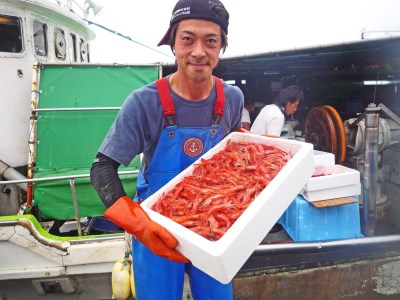 【FN】北海道古平産 漁師直送！ 甘えび１kg