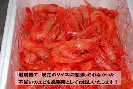 【FN】【業務用】北海道古平産 漁師直送！ 甘えび２kg