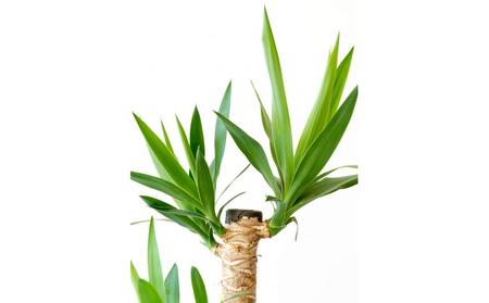 【鉢付き】ユッカ・エレファンティペス Lサイズ【鉢:ブルーグレー】