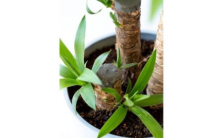 【鉢付き】ユッカ・エレファンティペス Lサイズ【鉢:ブルーグレー】