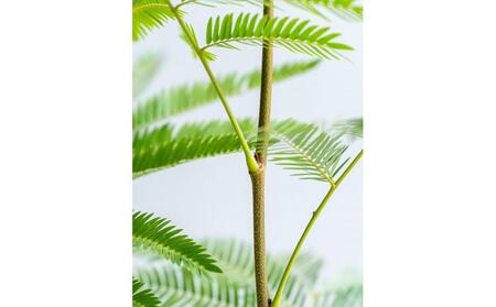 エバーフレッシュ Sサイズ 鉢付き観葉植物 ホワイトグレー|インテリア グリーン 癒し 室内装飾 ギフト|人気 おすすめ 送料無料|神奈川県 横浜市