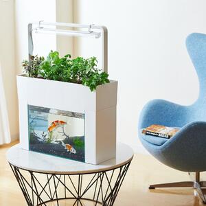 おさかな畑 アクアスプラウトSV 【ホワイト】 アクアポニックス 水耕栽培 キット(60HZ)