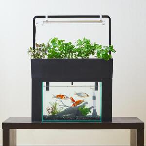 おさかな畑 アクアスプラウトSV 【ブラック】 アクアポニックス 水耕栽培 キット(60HZ)