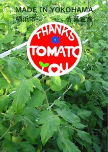 横浜育ち 『Thanks TOMATO』フルーツミニトマト
