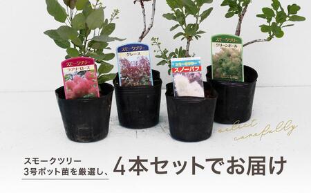 スモークツリー３号ポット苗 ４本おみつくろいセット〈花光園〉｜ 花 お花 フラワー 人気花 おすすめ花 花セット 横浜市お花 花スモークツリー 花５本  おすすめスモークツリー 人気スモークツリー おすすめ | 神奈川県横浜市 | ふるさと納税サイト「ふるなび」