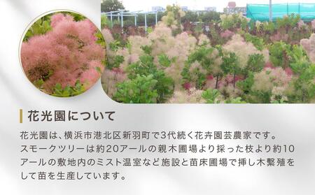 スモークツリー３号ポット苗 ４本おみつくろいセット〈花光園〉｜ 花 お花 フラワー 人気花 おすすめ花 花セット 横浜市お花 花スモークツリー 花５本  おすすめスモークツリー 人気スモークツリー おすすめ | 神奈川県横浜市 | ふるさと納税サイト「ふるなび」