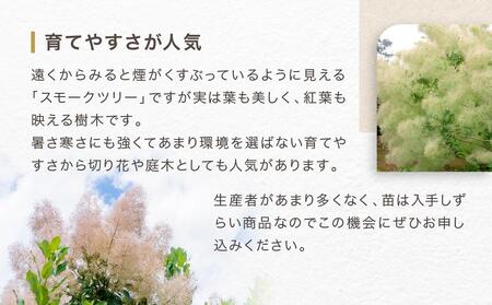 スモークツリー３号ポット苗 ４本おみつくろいセット〈花光園〉｜ 花 お花 フラワー 人気花 おすすめ花 花セット 横浜市お花 花スモークツリー 花５本 おすすめスモークツリー 人気スモークツリー おすすめ