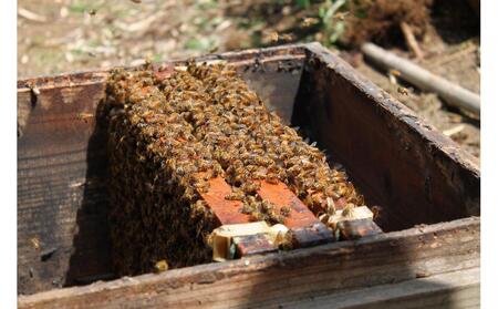 【川崎日航ホテル】かわさき産はちみつのマドレーヌ（10個入り）