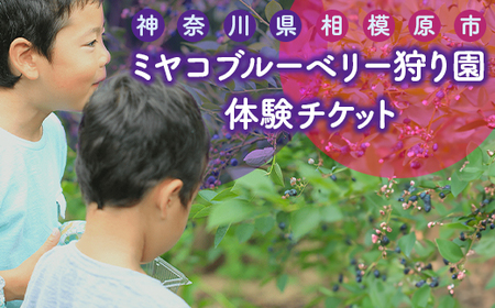 【時間無制限 食べ放題コース】ブルーベリー狩り体験 大人1名 | ブルーベリー 摘み取り 体験 ブルーベリー狩り フルーツ狩り 食べ放題 時間 無制限