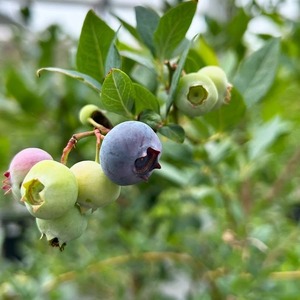 【相模原の山のめぐみ】ブルーベリージャム&"生"はちみつセット