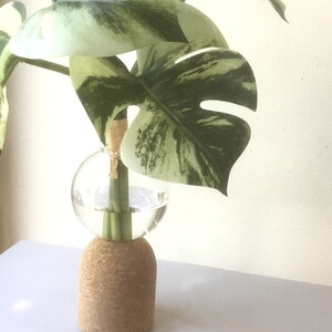 倒してもこぼれないお水 癒しのグリーン「モンステラ」光触媒