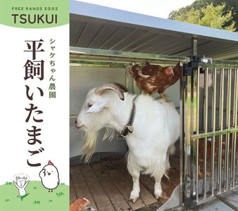 シャケちゃん農園の平飼い卵 30個 ｜ ボリスブラウン 新鮮 平飼い ケージフリー 鶏卵 玉子 たまご 生卵 国産 たまごかけご飯 朝食 ※離島への配送不可