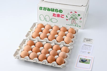 鶏卵　プリマスロック（交配種）の卵　化粧箱入り30個