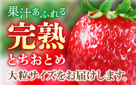 【先行予約】【数量限定】嘉山農園の完熟大粒いちご とちおとめ（300g×2パック）イチゴ 苺 フルーツ 果物 いちご 【いちごはうす嘉山農園】 [AKCO001] 8000円 8千円