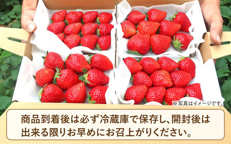 【先行予約】【数量限定100セット】嘉山農園の完熟大粒いちご とちおとめ（300g×2パック）イチゴ 苺 フルーツ 果物 いちご 【いちごはうす嘉山農園】 [AKCO001] 