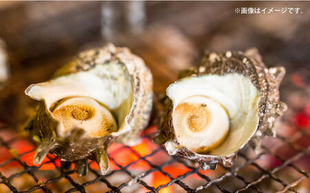 【全6回定期便】サザエ 2kg 13~20個 三浦半島 さざえ サザエ さざえ サザエ 【長井水産株式会社】 [AKAJ013]