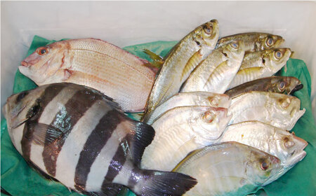 【全12回定期便】旬のおまかせ 厳選鮮魚セット 3~4人前(2~3魚種) 【長井水産株式会社】 [AKAJ023]