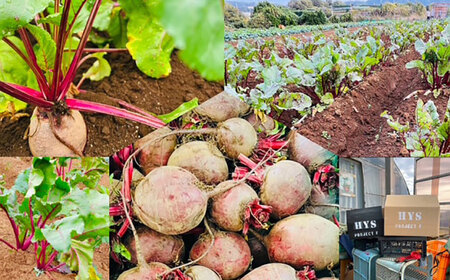 横須賀BASEビーツ 4kg（1kg×4袋）【ゆり子ファーム】 [AKCR003]