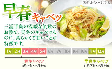 【先行予約】よこすか 早春キャベツ 8玉入り   [AKFO006]キャベツ