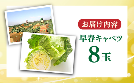 【先行予約】よこすか 早春キャベツ 8玉入り   [AKFO006]キャベツ