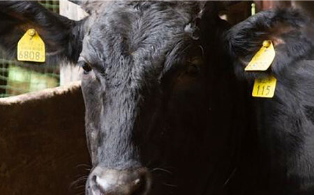 よこすか海軍カレー 10個入り レトルトカレー ギフト 化粧箱 カレー レトルト 海軍カレー 横須賀【ヨコスカマルシェ・koshikiya（株）】 [AKGO004]